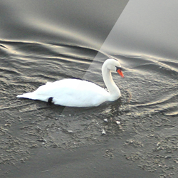 Follow in the Wake – Ross–on–Wye, Herefordshire, England