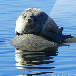 Whiskers on the Rocks – Loch Sween, Argyll, Scotland