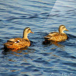 Mallards on Bellanoch Bay – Crinan Canal, Argyll, Scotland