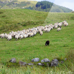 Rounding the Sheep – Ford, Argyll, Scotland